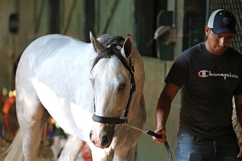 white abbario|white abarrio horse.